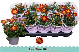 Chrysanthemum Hoihoi – 12cm Pot