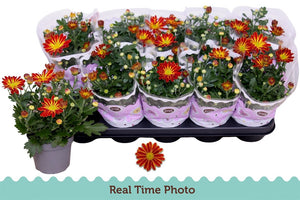 Chrysanthemum Hoihoi – 12cm Pot