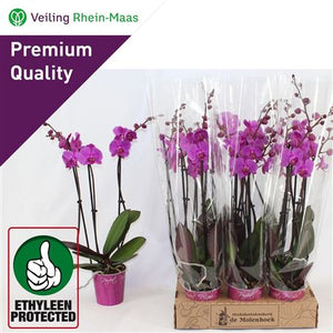 Purple Phalaenopsis Orchid – 12cm Pot, 70cm High