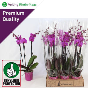 Purple Phalaenopsis Orchid – 12cm Pot, 70cm High