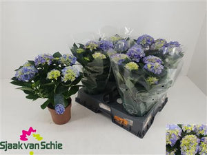 Pink Hydrangea macrophylla – 14cm Pot, 40cm Height