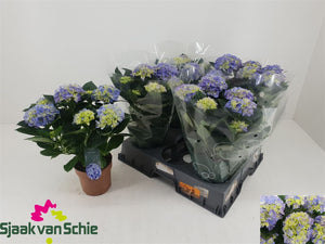 Pink Hydrangea macrophylla – 14cm Pot, 40cm Height