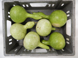 Decorative Ornamental Gourds – Mixed Colours