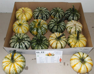 Mini Ornamental Pumpkins – Decorative Fruit Collection
