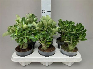 Pink Desert Rose (Adenium obesum) – 11cm Pot