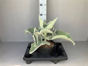 Elephant Ear Kalanchoe (Kalanchoe beharensis) – 19cm Pot