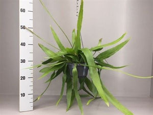 Epiphyllum Pumilum – 14cm Pot, Approx. 40cm Tall
