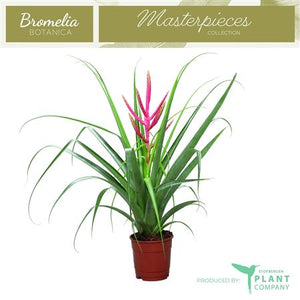 Tillandsia Ziva Air Plant – 12cm Pot, 50cm High