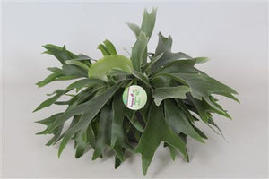 Staghorn Fern (Platycerium bifurcatum) – 17cm Pot