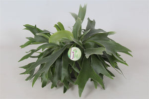Staghorn Fern (Platycerium bifurcatum) – 17cm Pot