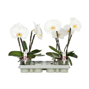 White Phalaenopsis Orchid – 9cm Pot, 40cm Tall