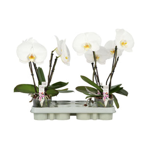 White Phalaenopsis Orchid – 9cm Pot, 40cm Tall