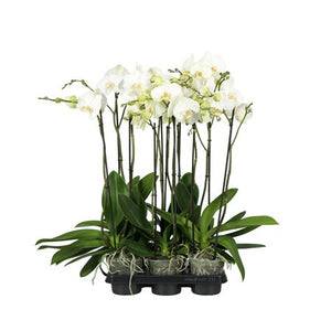 White Phalaenopsis Orchid – 13cm Pot, 70cm Tall