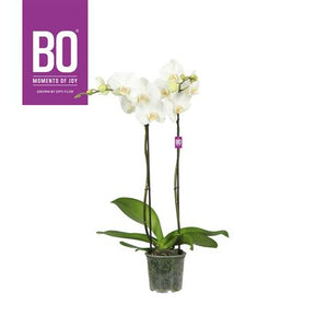 White Phalaenopsis Orchid – 13cm Pot, 70cm Tall