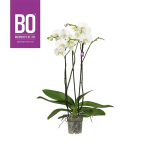 White Phalaenopsis Orchid – 3 Stem, 13cm Pot