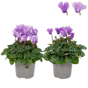 Blue Dragon Small-Flowered Cyclamen (Cyclamen persicum) – 11cm Pot