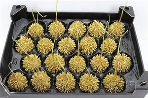 White Wax Flower Decoration