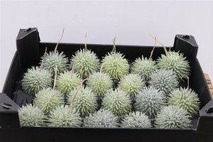 Natural Light Brown Wax Apple Decoration