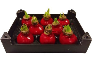 Red Waxed Hyacinth Bulb Christmas Decoration