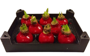 Red Wax Amaryllis-Style Christmas Decoration