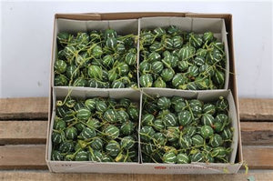 Green Diplocyclos Decorative Foliage Picks – Set of 4