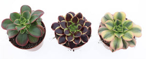 Mixed Aeonium Succulent – 8.5cm Pot