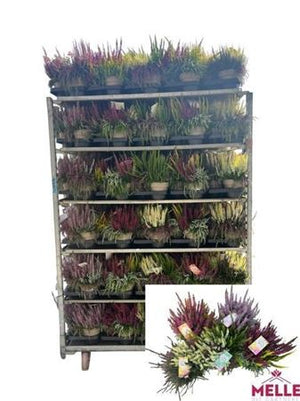 Mixed Calluna Heather (Calluna vulgaris) – 15cm Pot