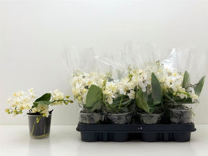 Mixed-Colour Phalaenopsis Orchid – 9cm Pot, 35cm High