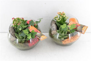 Red and Orange Flower Arrangement – 18cm Pot