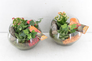 Red and Orange Flower Arrangement – 18cm Pot