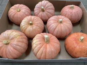 Pink Ornamental Cucumis Fruits – Pack of 8