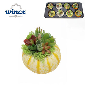 Mixed Succulent Arrangement in Pumpkin Ceramic Pot – 10cm