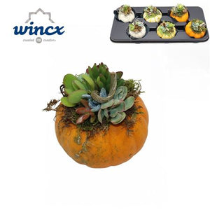 Mixed Succulent Pumpkin Arrangement – 12cm Pot
