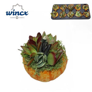 Mixed Succulent Arrangement in Ceramic Pumpkin – 8cm Pot