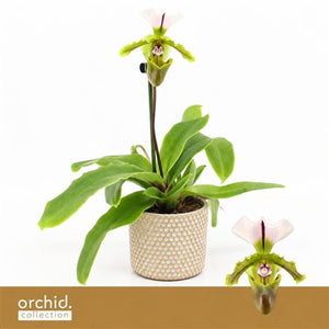 Pink Paphiopedilum Orchid ‘Milano’ – 9cm Pot