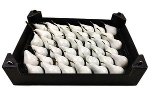 White Wax Flower Stems
