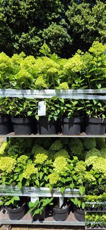 White Hydrangea paniculata ‘Limelight’ – 23cm Pot