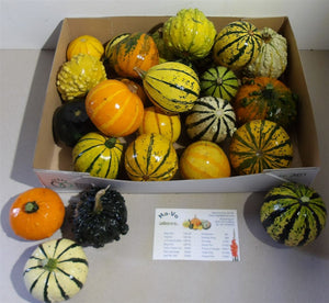 Mixed Ornamental Pepo Gourds – Decorative Fruit