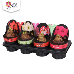 Mixed Hippeastrum Amaryllis – 14cm Pot