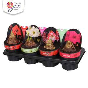 Mixed Hippeastrum Amaryllis – 14cm Pot