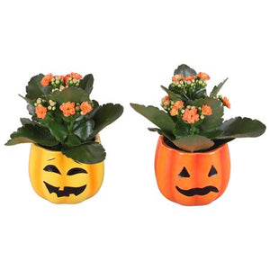 Halloween Pumpkin Arrangement – 9cm Ceramic Pot