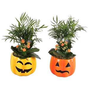 Halloween Indoor Arrangement in Ceramic Pumpkin Pot – 15cm