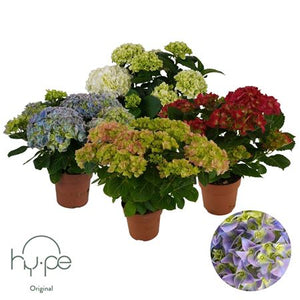 Mixed Hydrangea Macrophylla – 14cm Pot, 40cm High