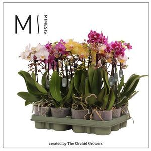 Mixed Phalaenopsis Orchid – 2 Stem, 9cm Pot