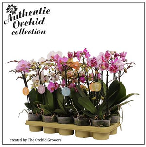 Mixed Phalaenopsis Orchid – 2 Stem, 12cm Pot