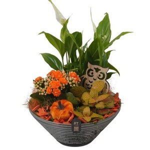 Autumn Glass Bowl Plant Arrangement – 19cm