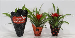 Red Guzmania Bromeliad – 10cm Pot, 30cm High