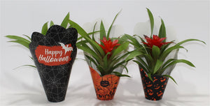 Red Guzmania Bromeliad – 10cm Pot, 30cm High