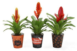 Vriesea Sensation ‘Halloween’ Bromeliad – 10.5cm Pot