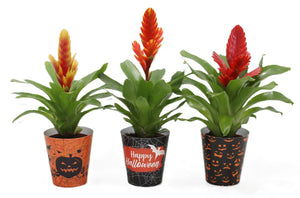 Vriesea Sensation ‘Halloween’ Bromeliad – 10.5cm Pot